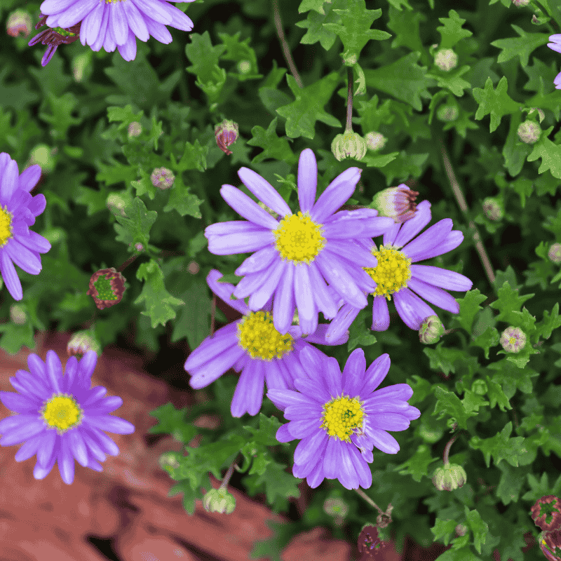 Brachyscome 'Elite Violet' 15cm