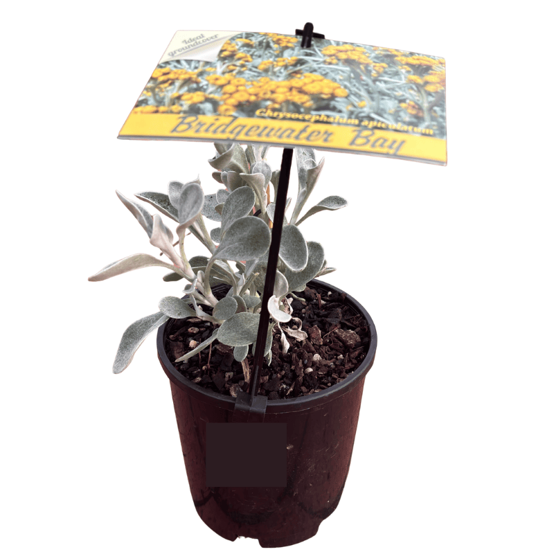 Chrysocephalum 'Bridgewater Bay' 14cm