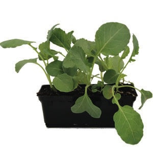 Broccoli Marathon Punnet