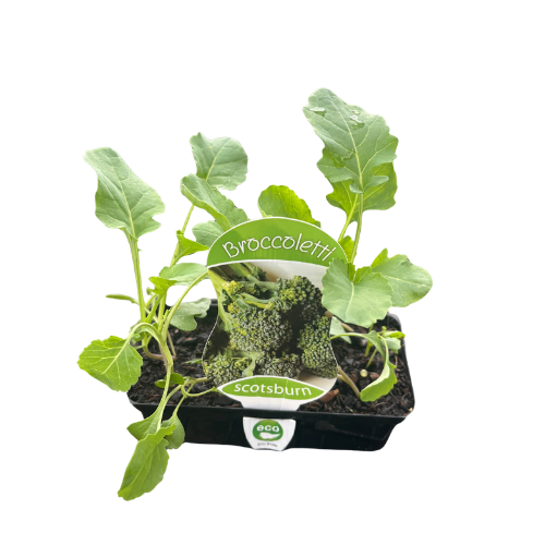 Broccoletti Punnet