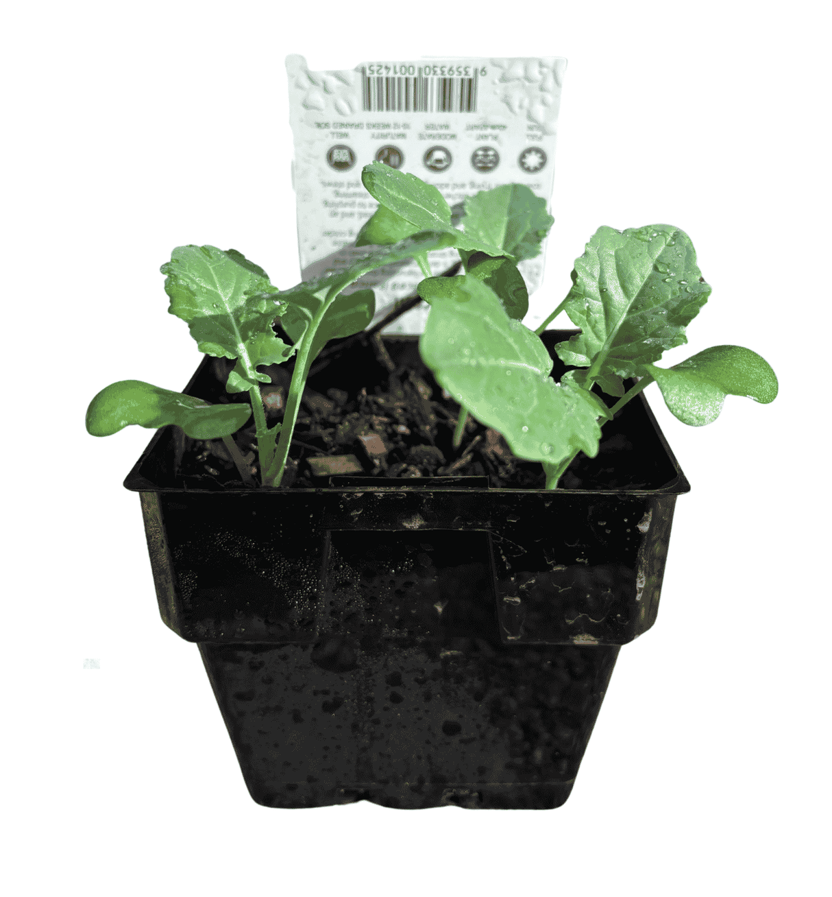 Broccoli 10cm
