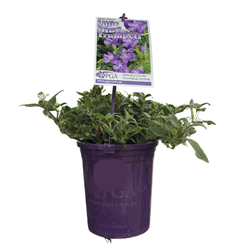 Brunoniella Little Blue Trumpets 14cm