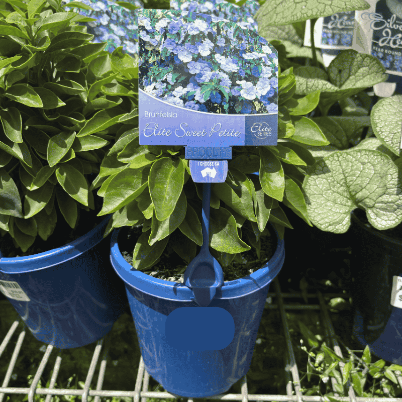 Brunfelsia Elite Sweet Petite 15cm