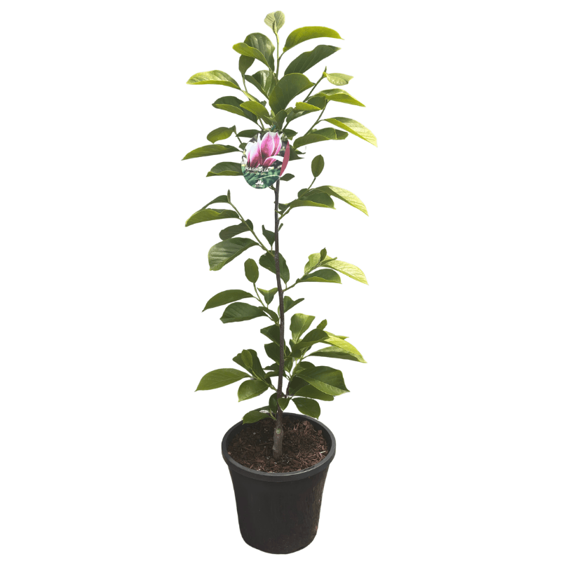 Magnolia 'Burgundy Glow' 25cm