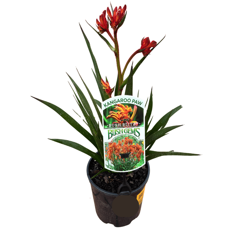 Kangaroo Paw 'Bush Blitz' 14cm