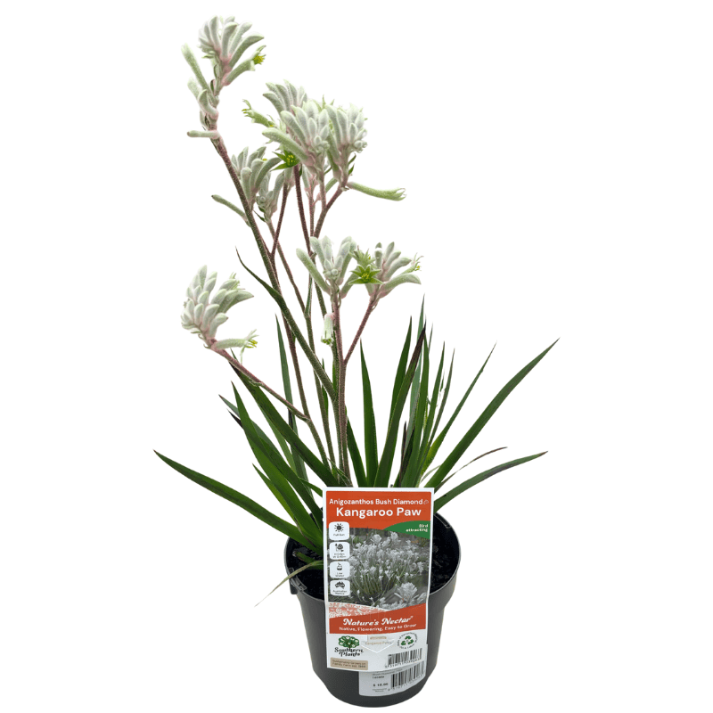 Kangaroo Paw Bush Diamond 14cm