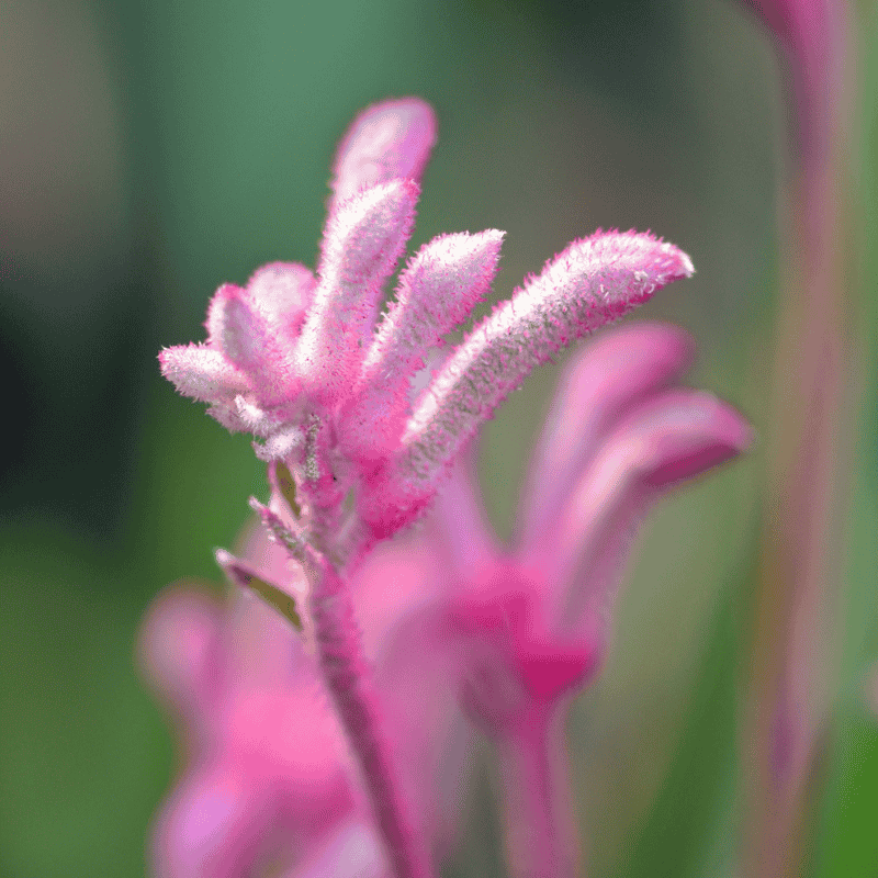 Kangaroo Paw Bush Pearl 14cm
