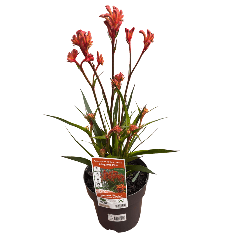 Kangaroo Paw 'Bush Blitz' 18cm