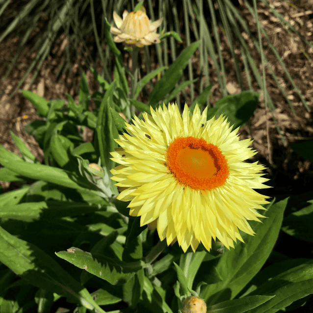 Bracteantha Daisy Fields Lemon 14cm