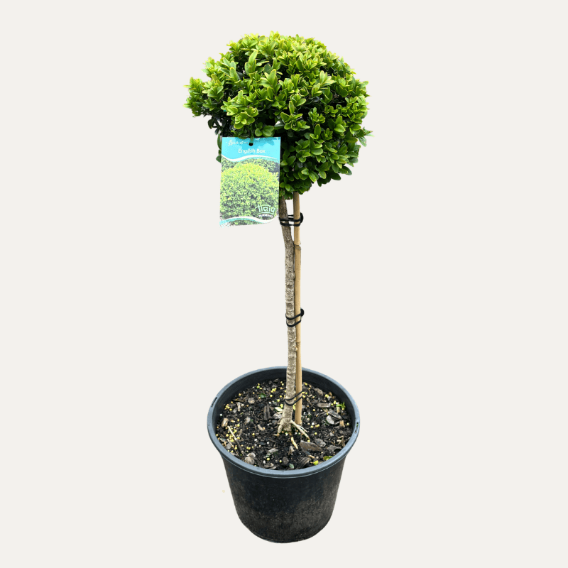 Buxus sempervirens - English Box Standard 25cm
