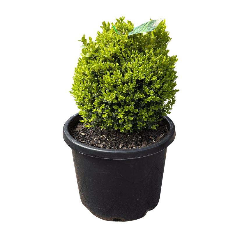 Buxus Suffruticosa Dutch Box 33cm