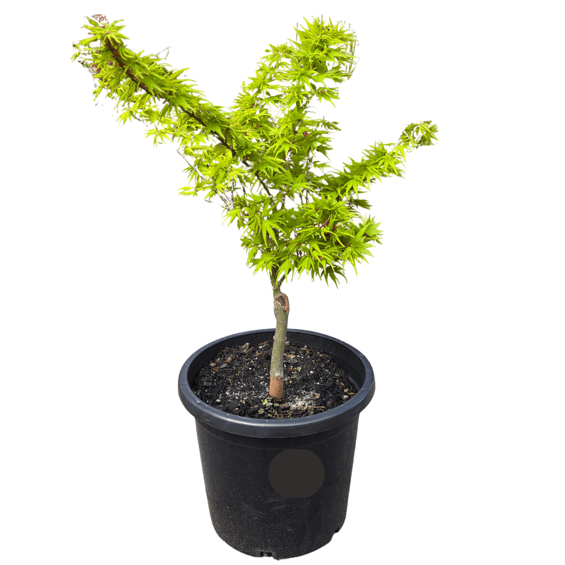 Acer palmatum 'Mikawa Yatsubusa' 30cm