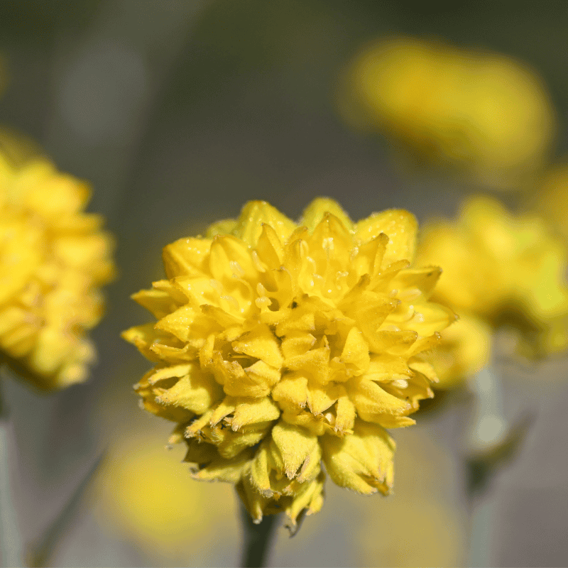 Conostylis candicans 'Silver Sunrise' 14cm