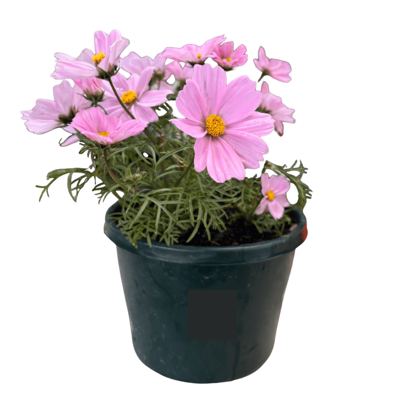 COSMOS ASSORTED 20CM