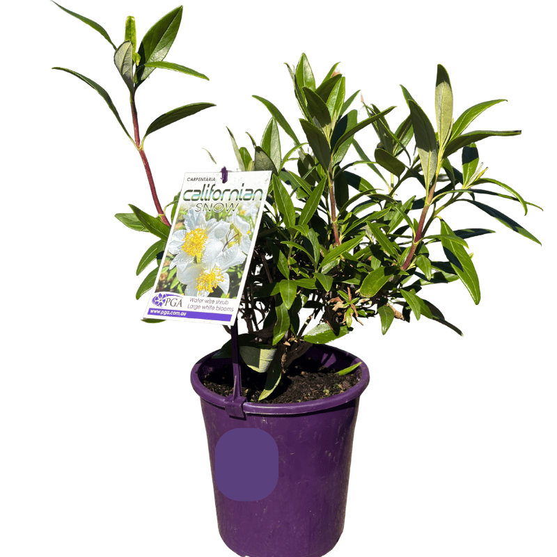 Carpenteria Californian Snow 18cm