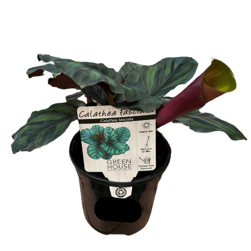 Calathea fasciata 13cm