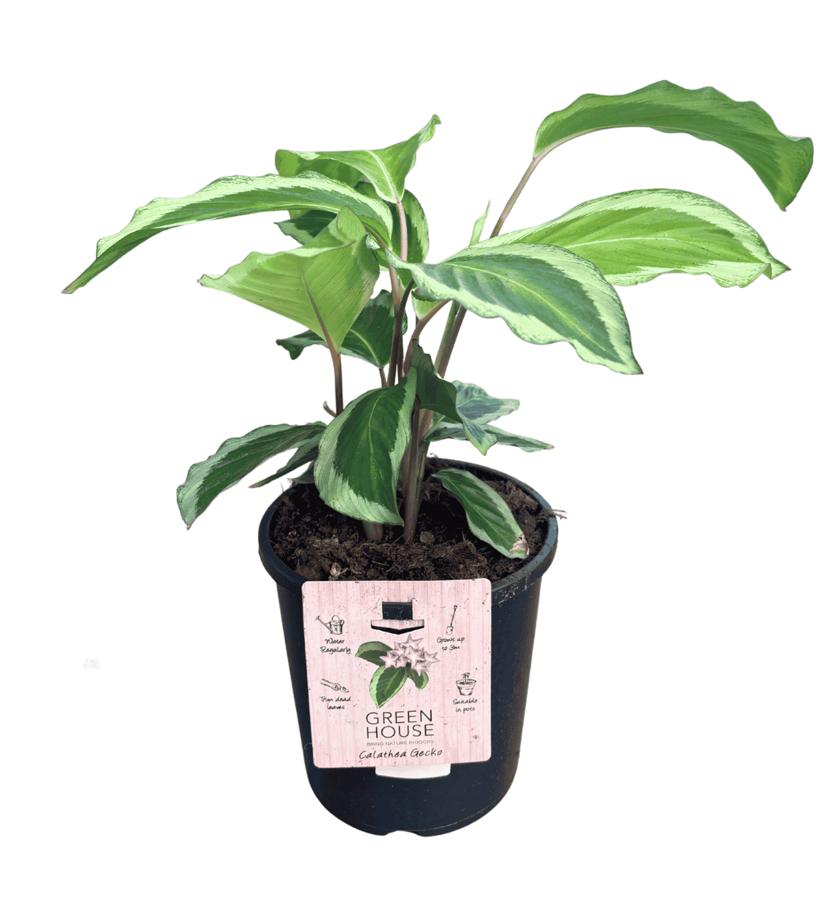 Calathea Bicajoux Gecko 17cm