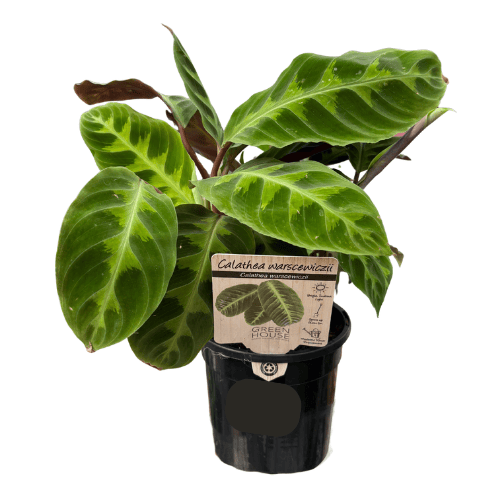 Calathea warszewiczii 13cm