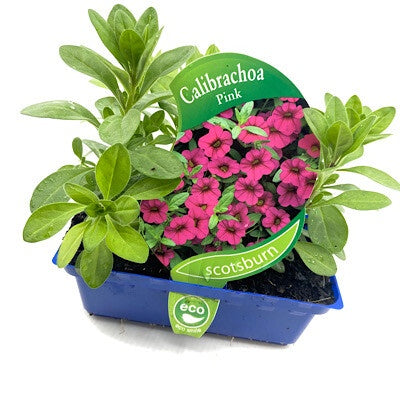 Calibrachoa Pink Punnet
