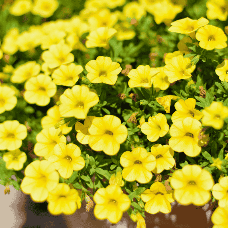 Calibrachoa Yellow 20cm
