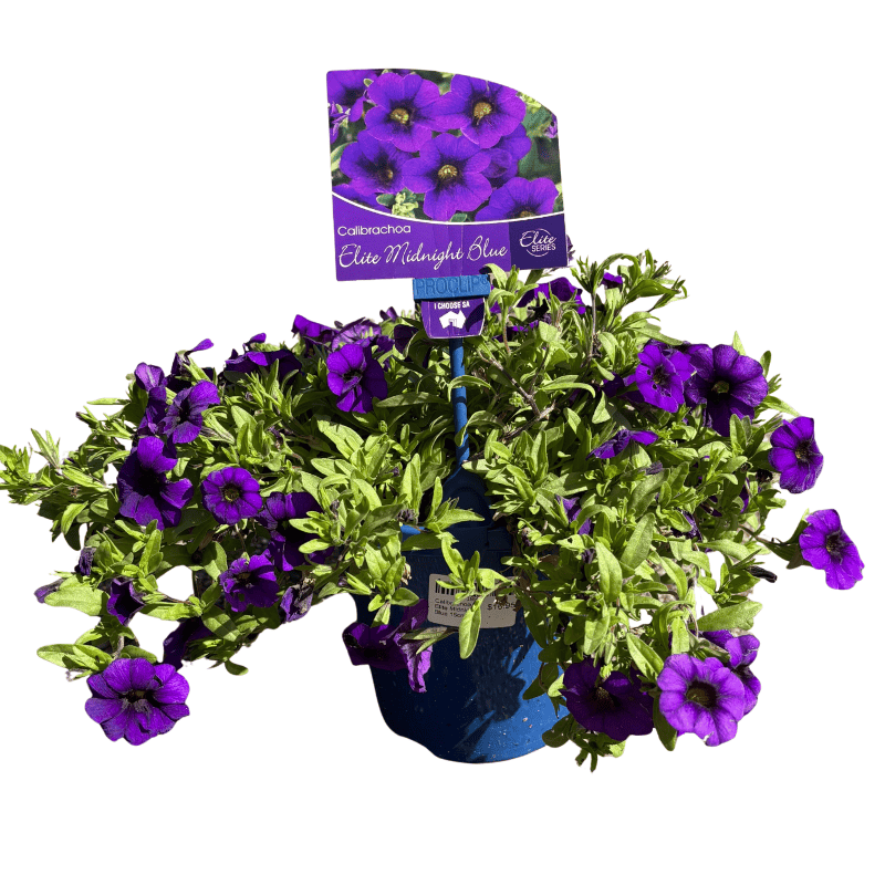 Calibrachoa Elite Midnight Blue 15cm