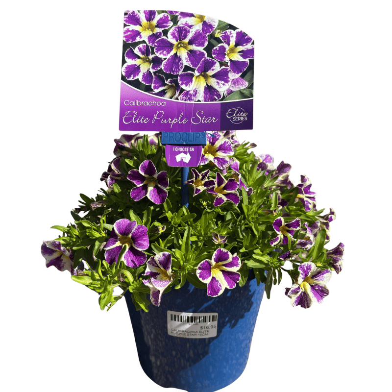 Calibrachoa Elite Purple Star 15cm