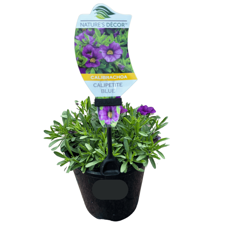 Calibrachoa 'Blue' 14cm