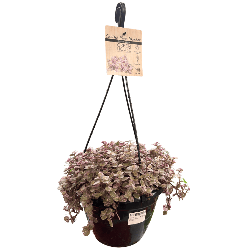 Callisia Pink Panther 20cm Basket