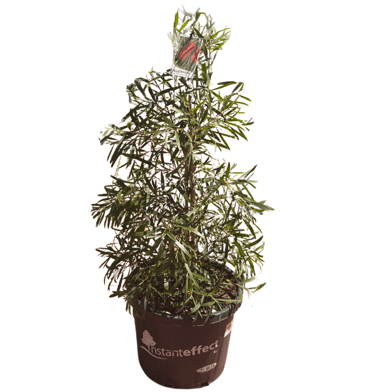 CALLISTEMON KINGS PARK SPECIAL 33CM