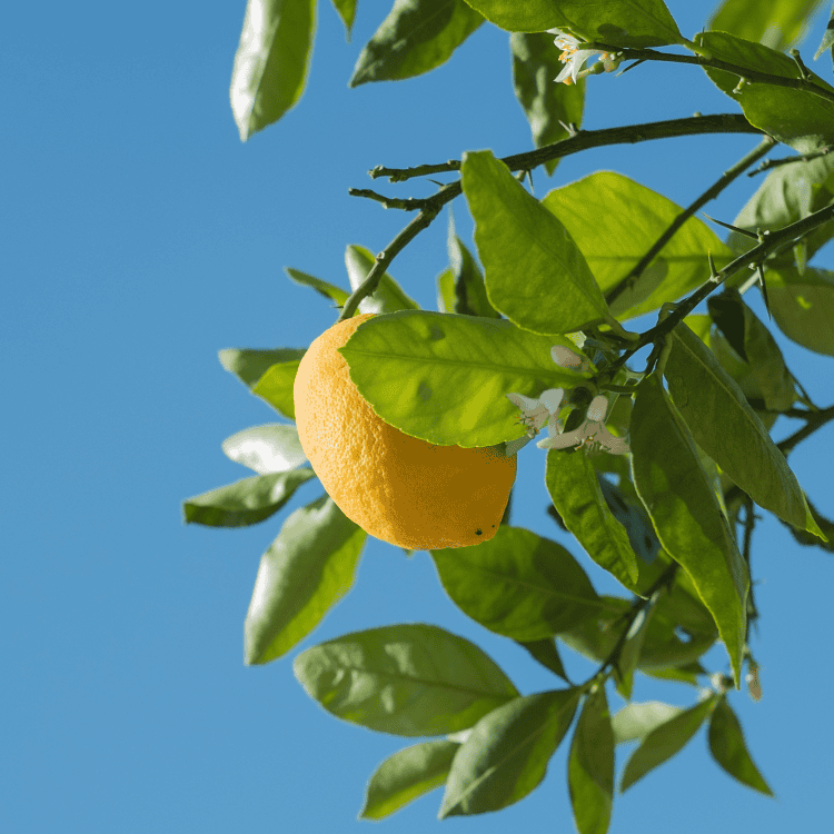 Lemon 'Eureka' 20cm