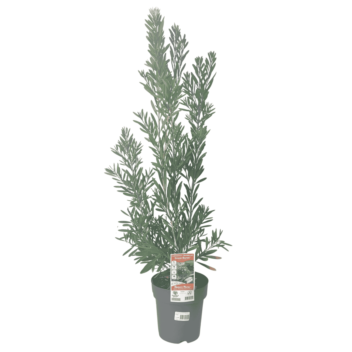 Callistemon 'Snow Burst' 20cm