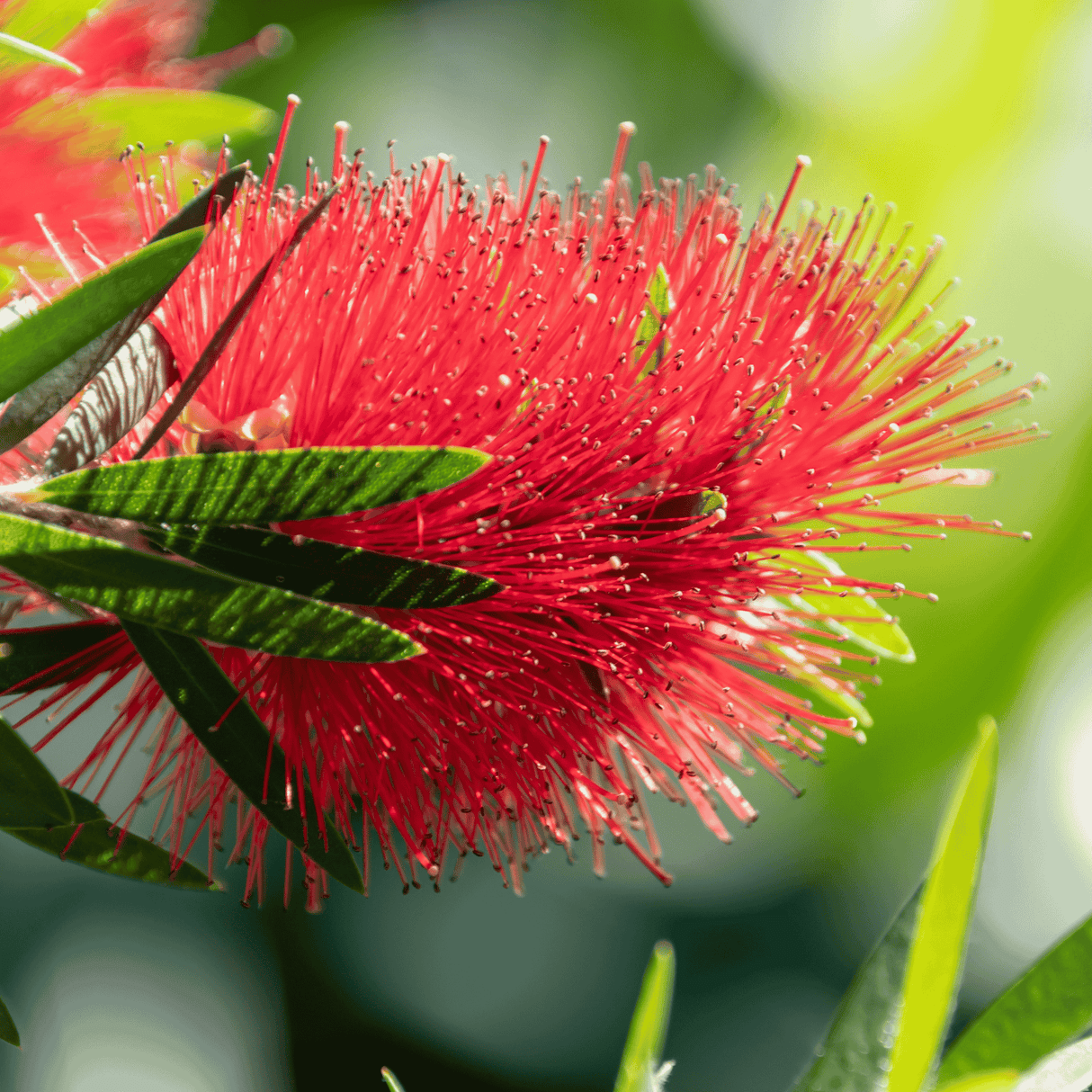 Callistemon 'Mary Mackillop' 14cm
