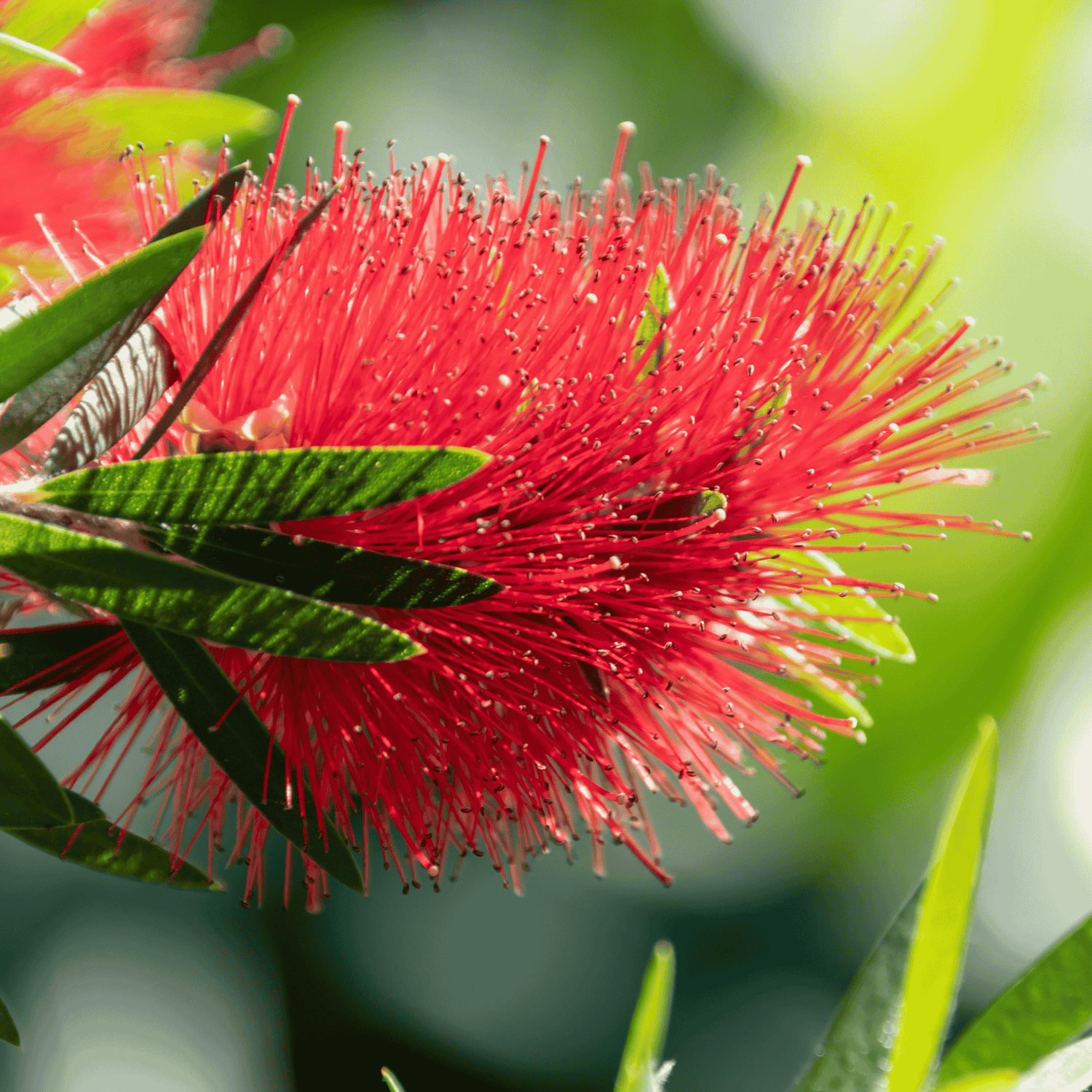 Callistemon 'Mary Mackillop' 14cm