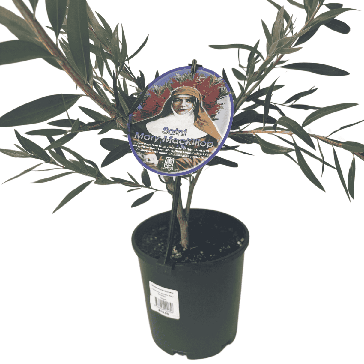 Callistemon 'Mary Mackillop' 14cm