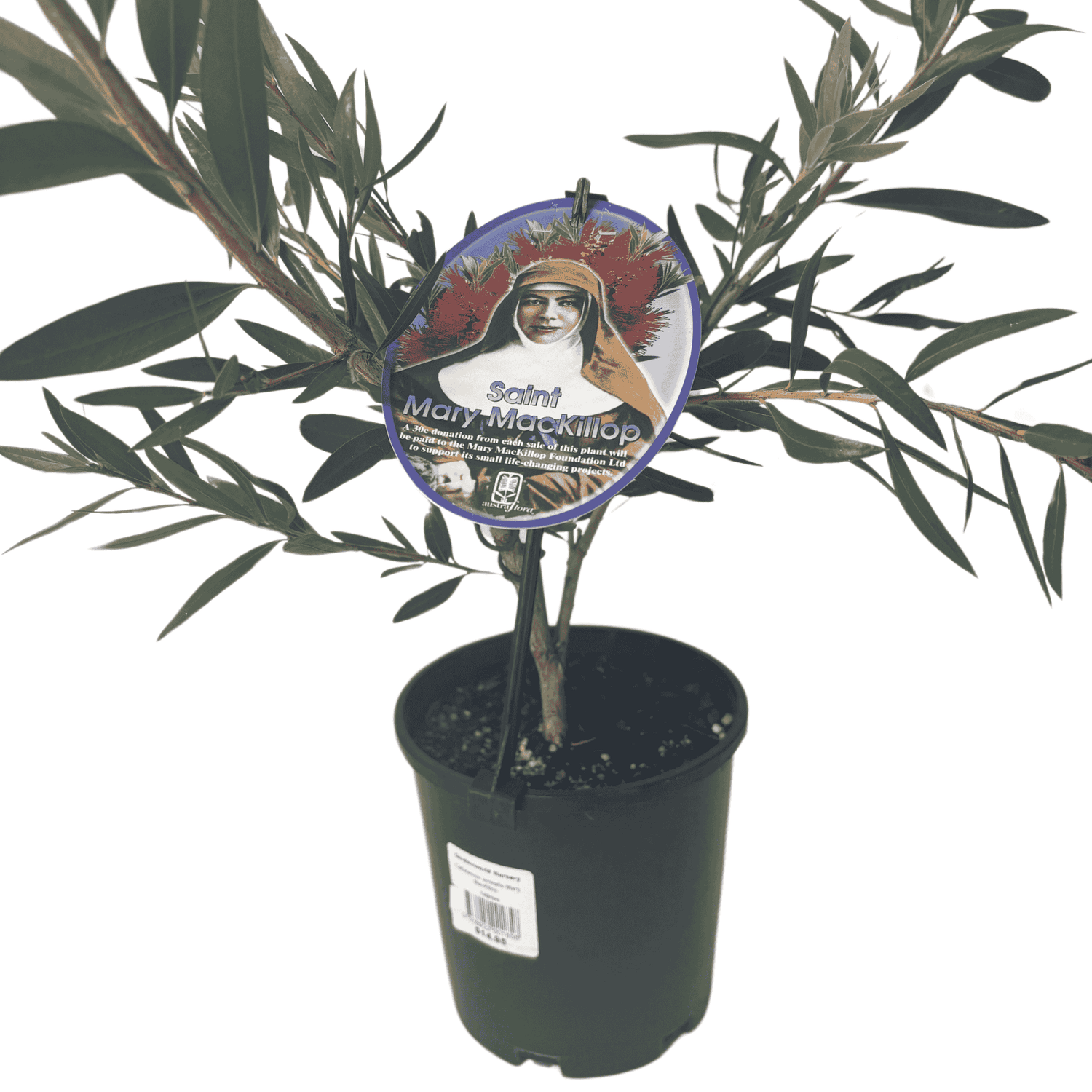 Callistemon 'Mary Mackillop' 14cm