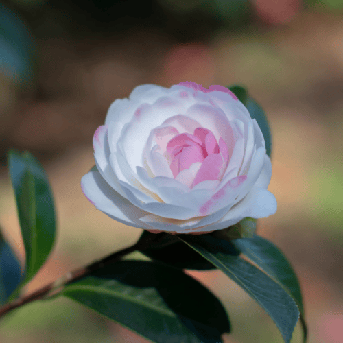 Camellia japonica Cinnamon Cindy 20cm