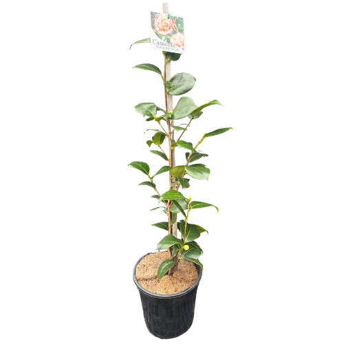 Camellia japonica Margaret Davis 20cm