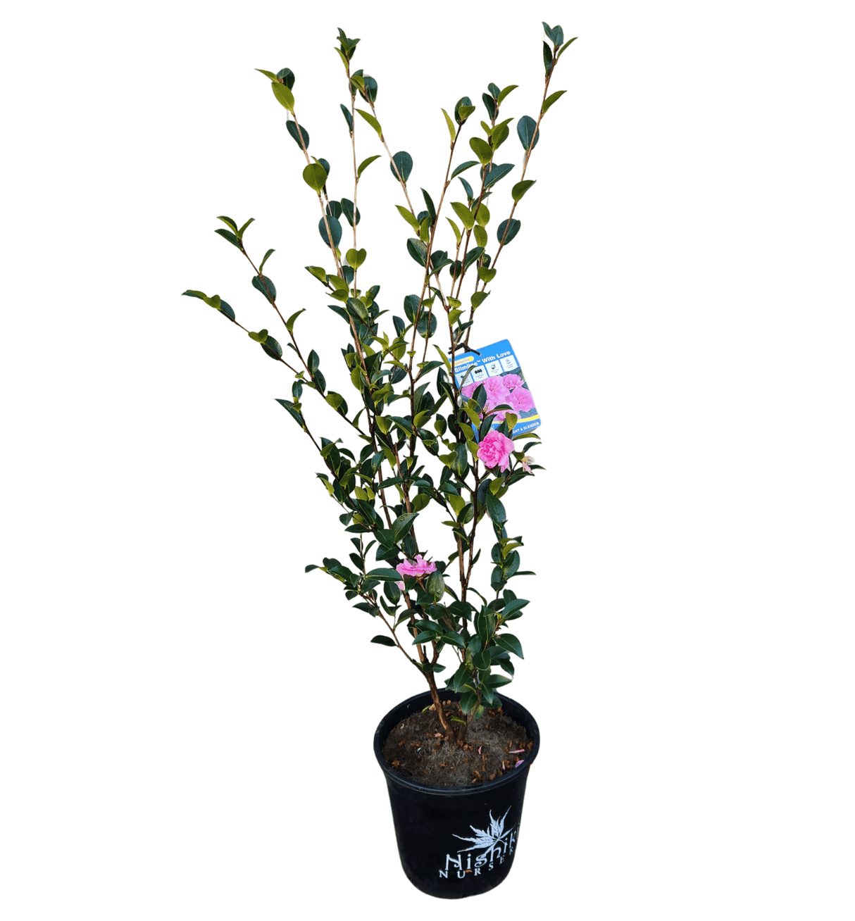Camellia Sasanqua Slimline with Love 25cm