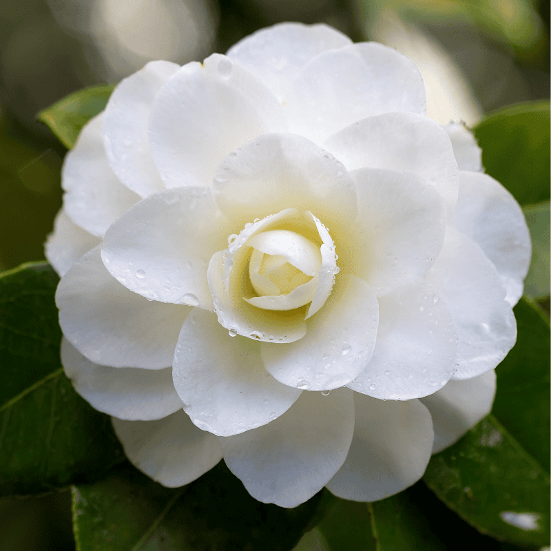 Camellia 'Early Pearly' 25cm