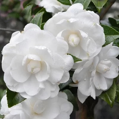 Camellia 'Avalanche' 25cm