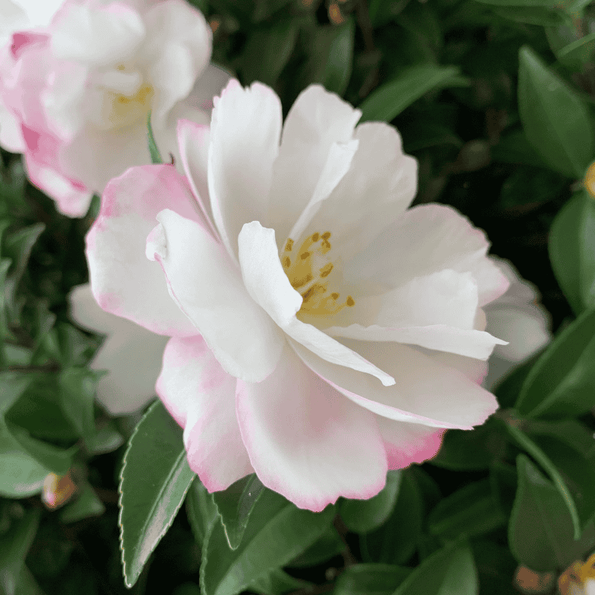 Camellia 'Sweet Jane' 25cm