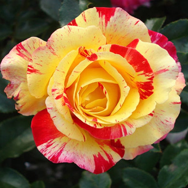 Rose Camille Pissarro Bush 20cm Pot