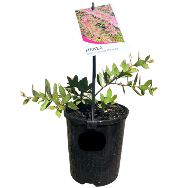 Hakea Burrendong Beauty 14cm