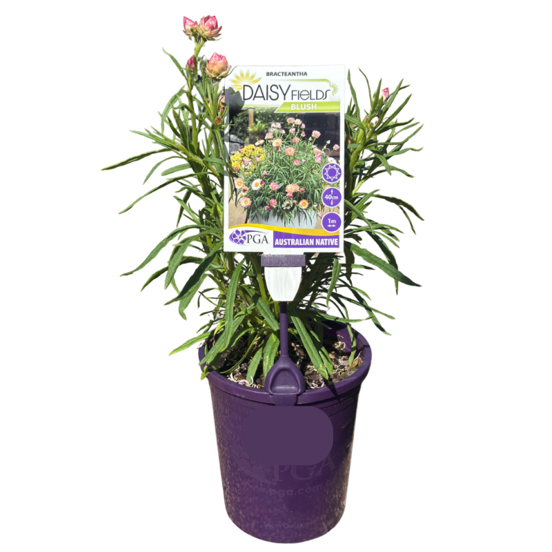 Bracteantha Daisy Fields Blush 14cm