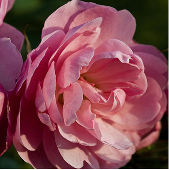 Rose 'Bonica' 3ft Standard 25cm