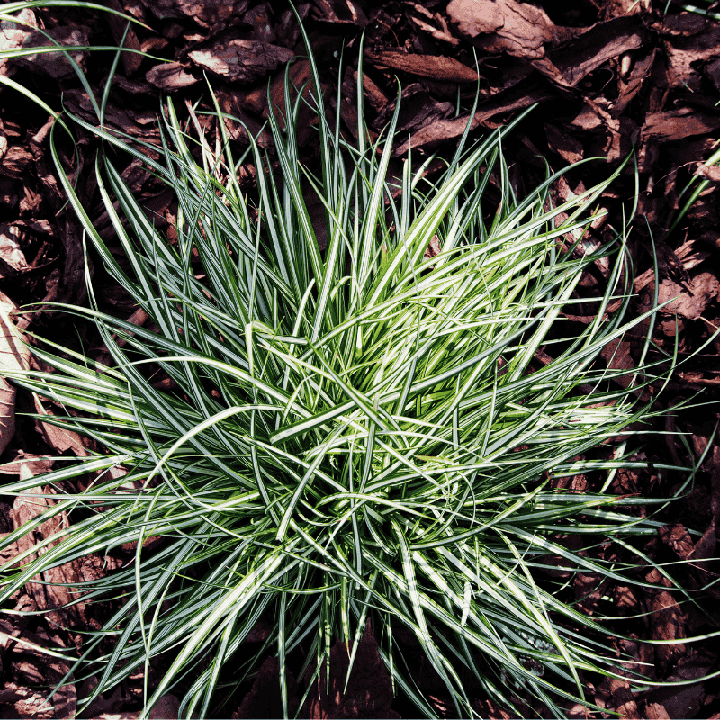 Carex Moon Falls 14cm