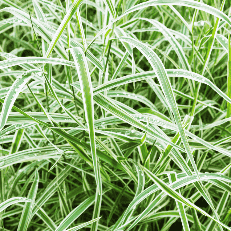 Carex Feather Falls 14cm