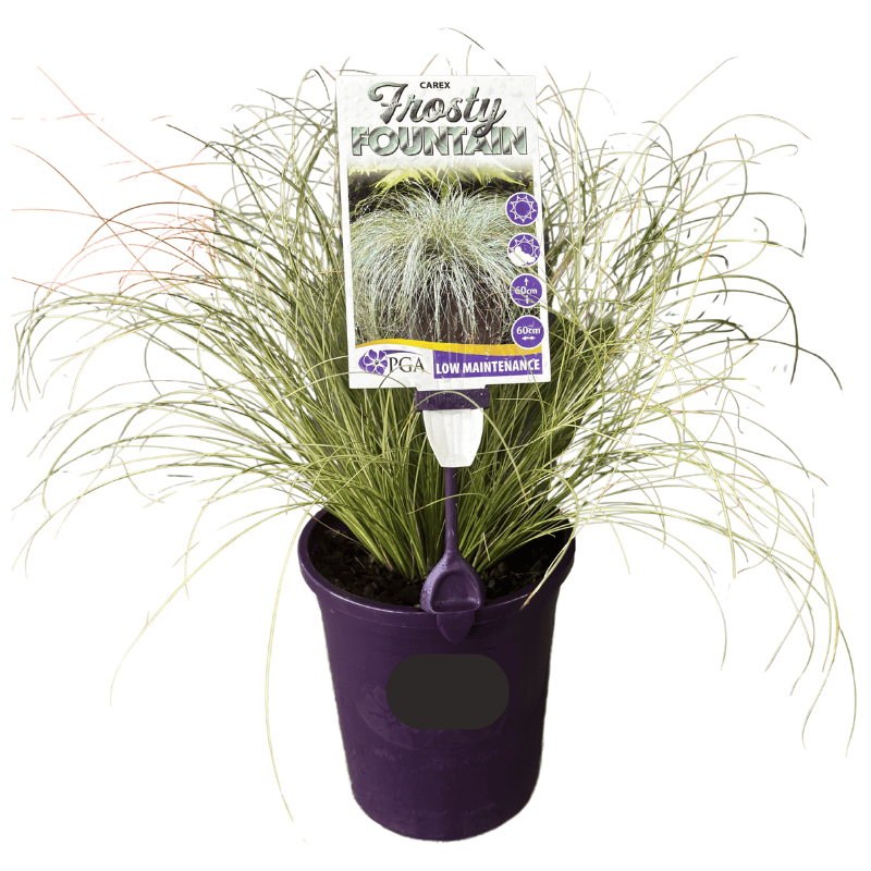 Carex Frosty Fountain 14cm