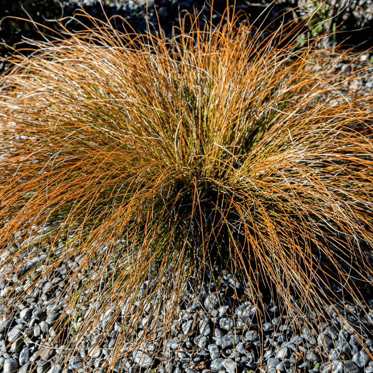 Carex Rusty Fountain 14cm