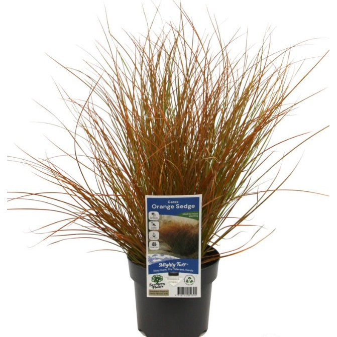 Carex testacea - Orange Sedge 14cm
